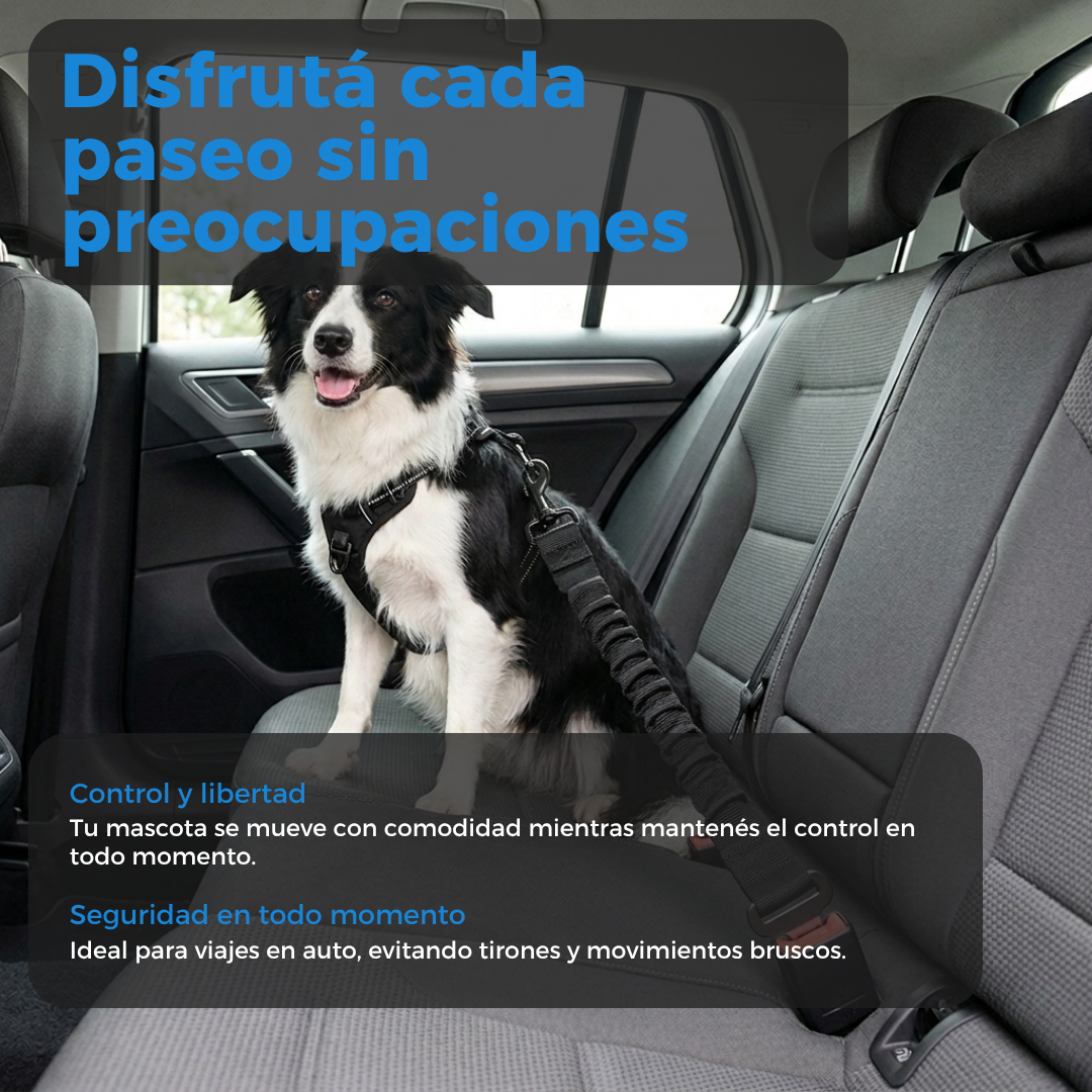 Perro viajando en auto con cintur&oacute;n de seguridad para mascotas